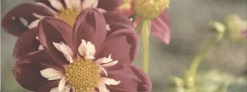 Декор STG\A387\15050 Ньюпорт георгина (8мм)