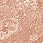 Керамогранит SG106000N Колизей розовый
