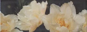 Декор STG\A393\15050 Ноттингем тюльпан