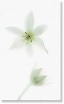 Декор 970042 TD1/002 NOVAGREY B/1