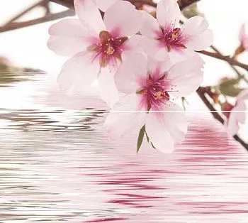 Декор Decor Goa Sol-2 (компл. 2 шт)