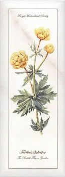 Декор NT\A86\15005 Ноттингем цветы грань