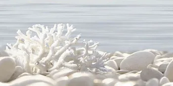 Декор Del Mare (DWU09DLM624)