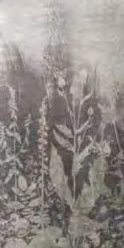 Керамогранит W&S D+ BOTANICAL GREY A (PF60009480)