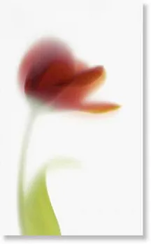 Декор 970046 TD1/004 NOVARED D/1