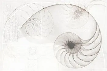 Панно Nautilus ракушка многоцветный (NT2F453DT)