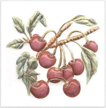 Декор TFA008 Оранжерея Вишня (изображение)