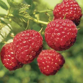 Вставка Bella Малина