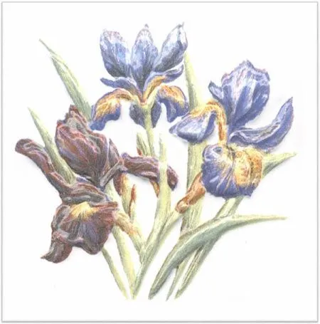 Декор TFA014 Оранжерея Ирисы (изображение)