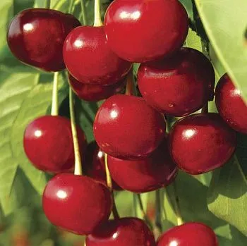 Вставка Bella Вишня