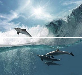 Декор Decor Goa Acuario-2 (компл. 2 шт)