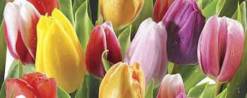 Декор Ellen Тюльпан