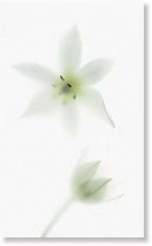 Декор 970042 TD1/002 NOVAGREY B/1