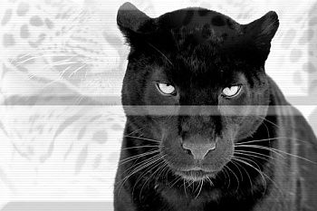 Панно Composicion Puma