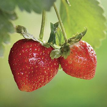 Вставка Bella Клубника